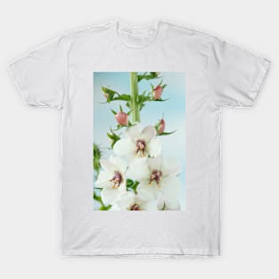 Verbascum blattaria  'White Blush'  Mullein T-Shirt